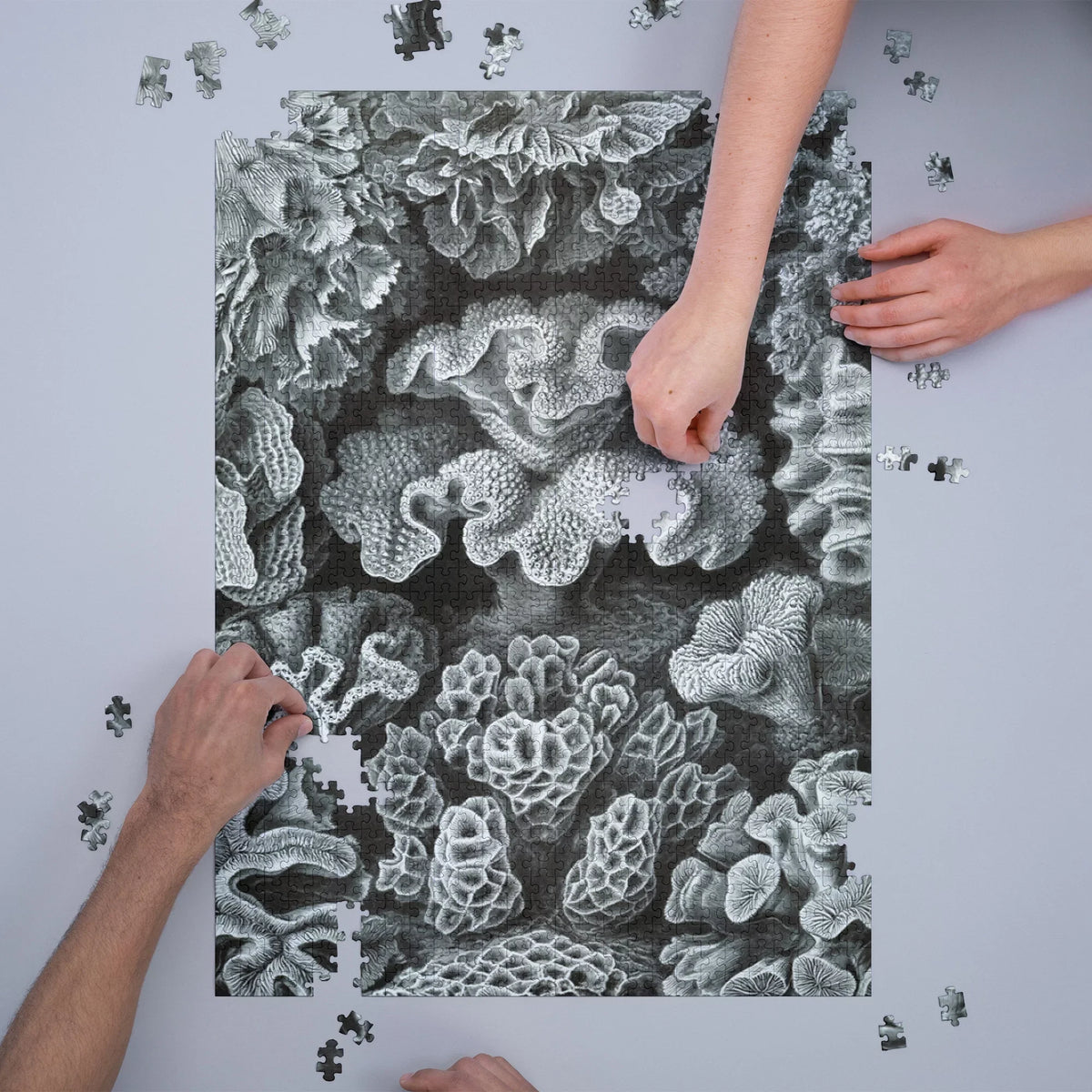Family, Haeckel, USA) Ernst for in Jigsaw Puzzle, Piece 19x27, Size Made Puzzle Adults (1000 Hexacoralla Challenging and