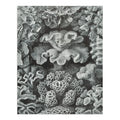 Family, Haeckel, USA) Ernst for in Jigsaw Puzzle, Piece 19x27, Size Made Puzzle Adults (1000 Hexacoralla Challenging and