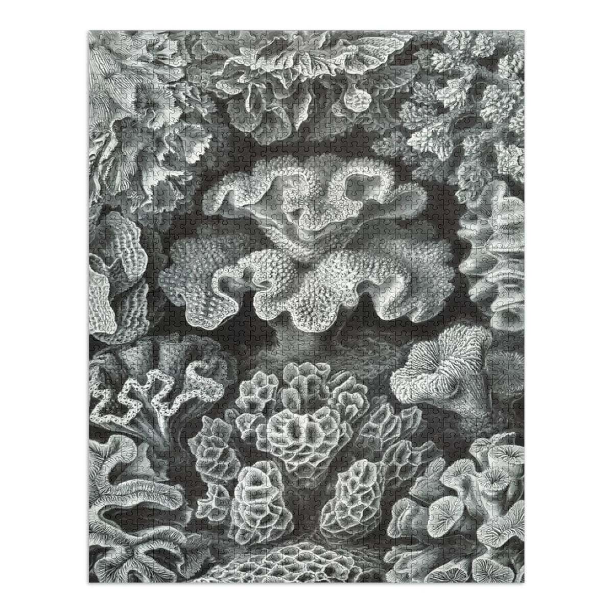 Family, Haeckel, USA) Ernst for in Jigsaw Puzzle, Piece 19x27, Size Made Puzzle Adults (1000 Hexacoralla Challenging and