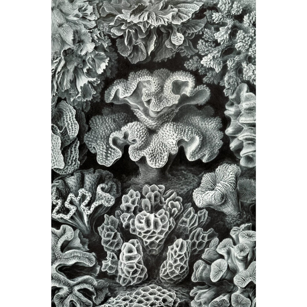 Family, Haeckel, USA) Ernst for in Jigsaw Puzzle, Piece 19x27, Size Made Puzzle Adults (1000 Hexacoralla Challenging and