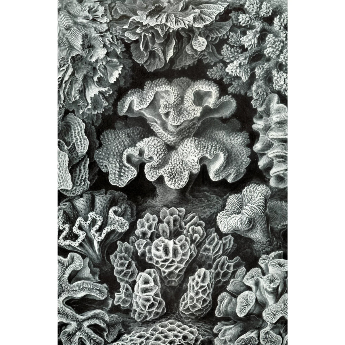 Family, Haeckel, USA) Ernst for in Jigsaw Puzzle, Piece 19x27, Size Made Puzzle Adults (1000 Hexacoralla Challenging and